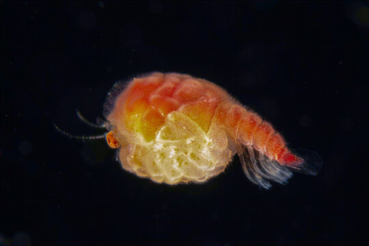 Close up of megalopa stage crab larva drifting in blackwater at night