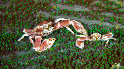 Pair of spotted porcelain crabs living among vibrant sea anemone tentacles © Leon Burda