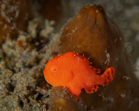 Bright orange juvenile painted frogfish resting on sandy seafloor in Ambon