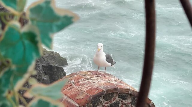Seagull Standing by Ocean Waves on Brick Wall