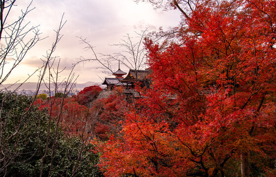 during the season of autumn foliage, a period of exceptional beauty. 
Gion,The district was built to accommodate the needs of travellers and visitors to the shrine.
