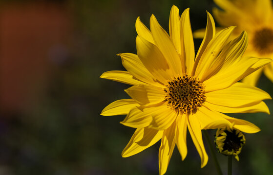 A close-up of a blooming perennial sunflower (Helianthus) glowing at the edge of the frame. There is space for text.