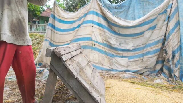 Hard work unfolds under the open sky as a farmer rhythmically threshes rice stalks onto a blue tarpaulin. 