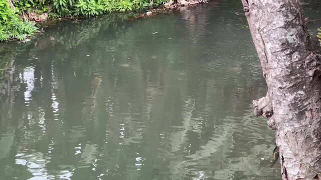 Calm green river water flowing gently with soft ripples and tree reflections, beside rough tree trunk and lush riverbank plants.