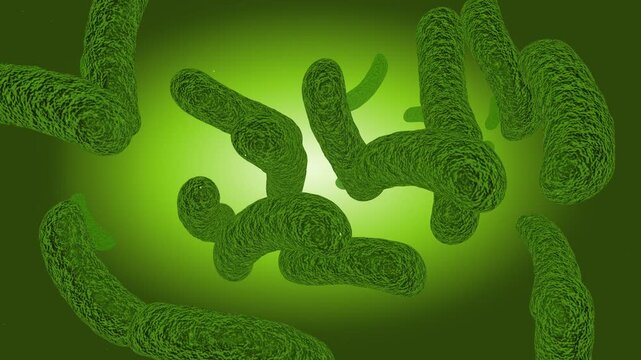 3D animation of Rhizobium leguminosarum nitrogen fixing bacteria