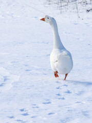 Domestic geese walking in the snow © georgigerdzhikov