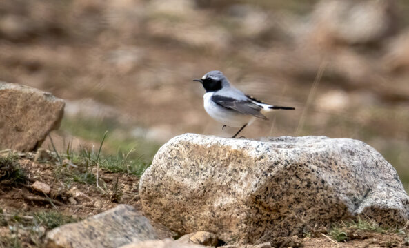 Mourning Wheatear (Maghreb) Oenanthe lugens halophila