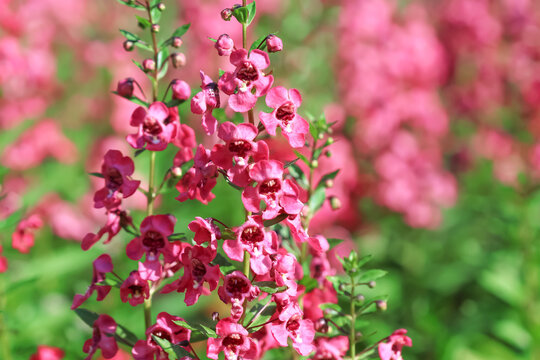 Close up red angelonia goyazensis benth flower blooming