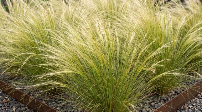 Mexican feather grass, growing in modern garden landscape, featuring delicate ponytail foliage