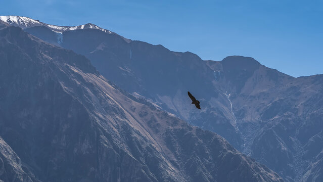 Flight of the condor. Silhouette of a beautiful large bird of prey against the background of high snow-capped mountains. The wings are spread. The blue sky. Peru. The Andes. Colca Canyon.