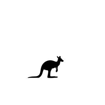 kangaroo vector illustration