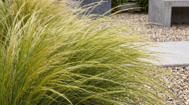 Mexican feather grass, growing in modern garden landscape, featuring delicate ponytail foliage