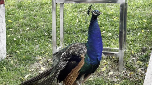 Close-up portrait of a male peacock standing and looking around on a lawn