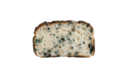 Obraz premium Moldy slice of sourdough bread isolated on transparent background