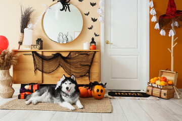 Halloween home decoration and pet lifestyle husky dog lying on rug in living room with pumpkins spider webs and festive autumn interior decoration © Pixel-Shot
