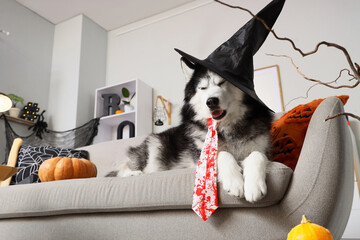 Halloween pet costume, funny husky dog wearing a witch hat and bloody tie sitting on a sofa for a festive holiday celebration in a decorated home © Pixel-Shot