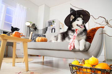 Halloween celebration and pet lifestyle, husky dog wearing a witch hat and bloody tie sitting on a sofa in a decorated living room for autumn holiday © Pixel-Shot