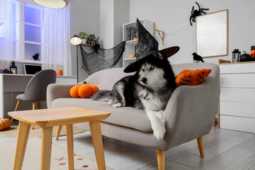 Halloween celebration and pet lifestyle, husky dog wearing a witch hat sitting on a sofa in a decorated living room for autumn holiday festivities © Pixel-Shot