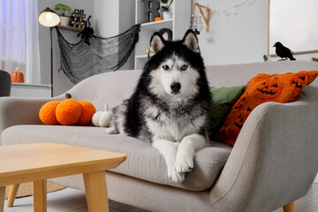Halloween pet celebration, husky dog sitting on a sofa with festive pumpkin pillows and spooky home decor in a cozy living room interior © Pixel-Shot