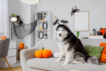 Halloween celebration with pet, husky dog wearing bat ears headband sitting on sofa in decorated living room with pumpkins and festive home decor © Pixel-Shot