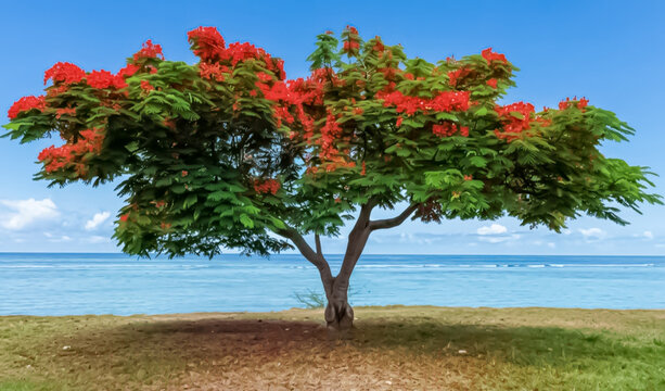 Flamboyant fleuri en bordure de plage, Saint-Leu, &Icirc;le de la R&eacute;union 