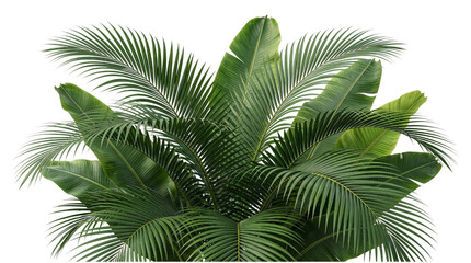 Lush green tropical palm leaves and isolated on transparent background © PNG Studio 99