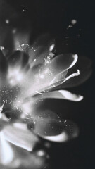 Obraz premium Abstract black and white floral close-up, perfect for mobile wallpaper.