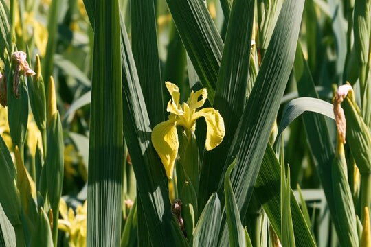 Yellow Iris Flower Amidst Green Reeds