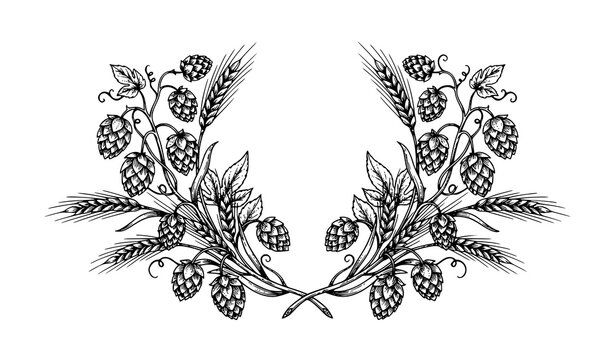 Black Hop Cones and Barley Ears Brewing Botanical Vector Illustration