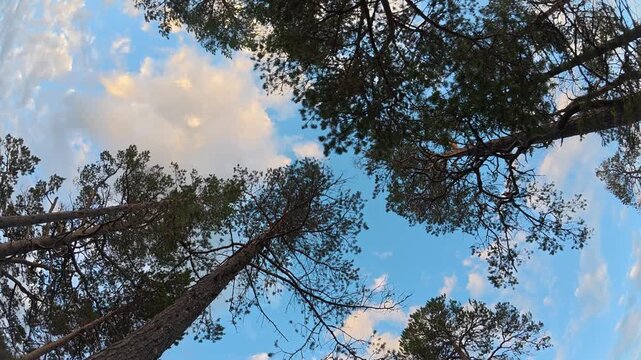 Drifting clouds pass over the tops of trees against the open sky.