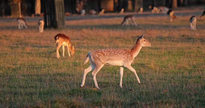 Fallow deer herd grazing in a tranquil meadow at sunset, warm golden light bathing spotted coats as the group peacefully forages and moves through the open countryside