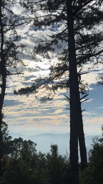 Captivating sunset view through silhouette pine trees overlooking a majestic misty mountain range and cloudy golden sky at dusk.