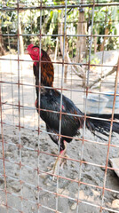 rooster in the farm © Dwi