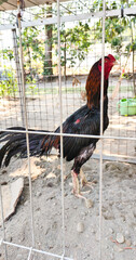 rooster in the farm © Dwi