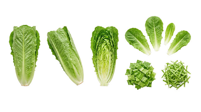 Fresh romaine lettuce leaves isolated on white background with copy space, green salad greens design element for caesar salad recipe, health food banner and marketing mockup