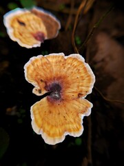 Forest mushroom  © Dilu