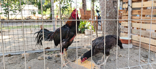 rooster in the farm © Dwi