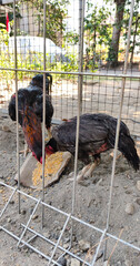 rooster in the farm © Dwi