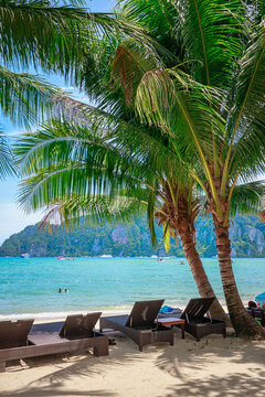 Natural scenery of palm trees on the sandy beach of the tropical island of Phi Phi, Thailand