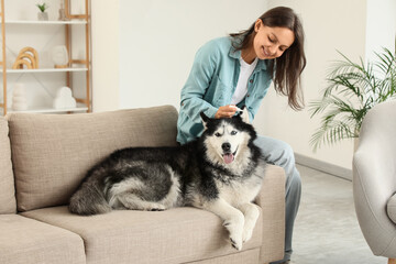 Pet healthcare and veterinary care, woman applying ear drops to a husky dog on a sofa at home for medical treatment and wellness maintenance © Pixel-Shot