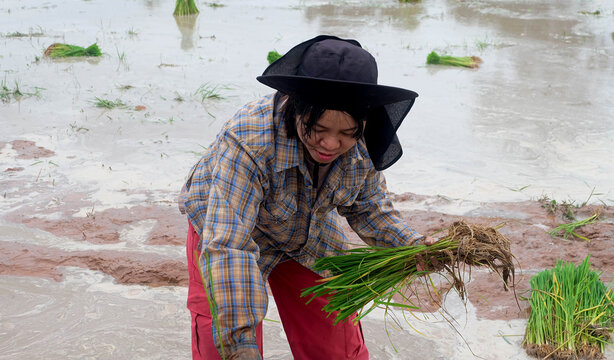 Rice farming based on a natural lifestyle