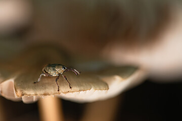 Oak weevil Curculio venosus sitting on wild mushroom © Elżbieta Kaps