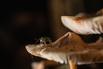 Oak weevil Curculio venosus sitting on wild mushroom © Elżbieta Kaps
