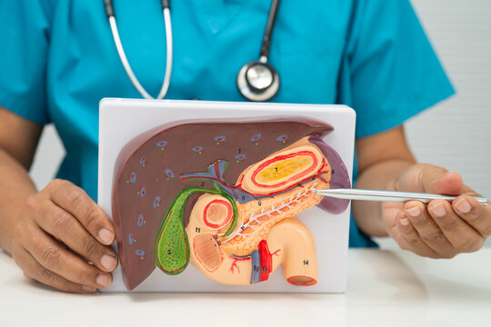 Liver with gallbladder, pancreas spleen and duodenum, Asian doctor holding human anatomy model for study diagnosis and treatment in hospital.