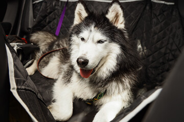 Obraz premium Pet travel and road trip safety, Siberian husky dog sitting in a car backseat with a protective seat cover for comfortable and clean pet transport