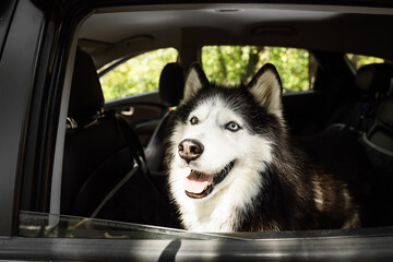 Pet travel and road trip adventure, happy husky dog looking out of a car window during a summer vacation journey with family in the countryside © Pixel-Shot