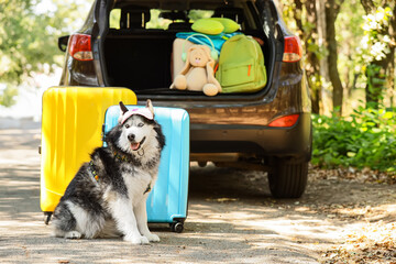 Pet travel and family vacation, husky dog sitting with suitcases by car trunk ready for road trip adventure in nature during summer holiday getaway © Pixel-Shot