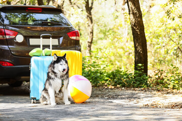 Summer vacation travel with pet, husky dog sitting by suitcases and car on road trip for holiday adventure in nature with luggage and beach ball © Pixel-Shot