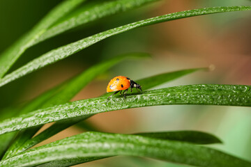 Biodiversity and ecosystem health, ladybug on a wet green leaf with morning dew drops in a natural garden environment for environmental conservation © Pixel-Shot