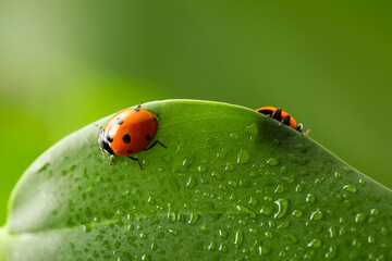 Fototapeta premium Biodiversity and organic farming, ladybugs on a wet green leaf with morning dew for sustainable agriculture and environmental conservation concepts